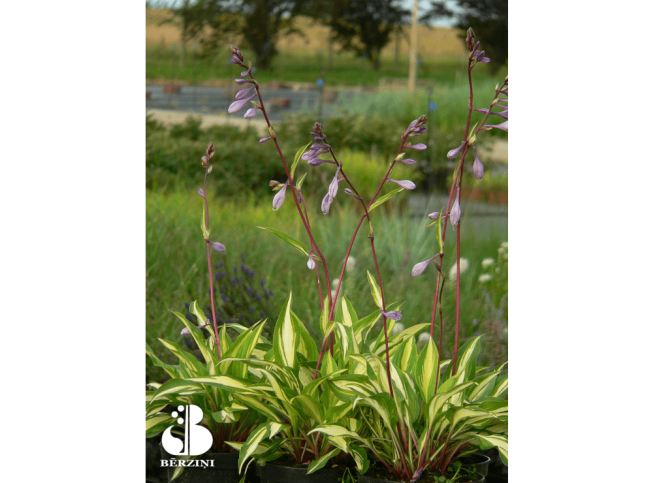 Hosta   'Cherry Berry'
